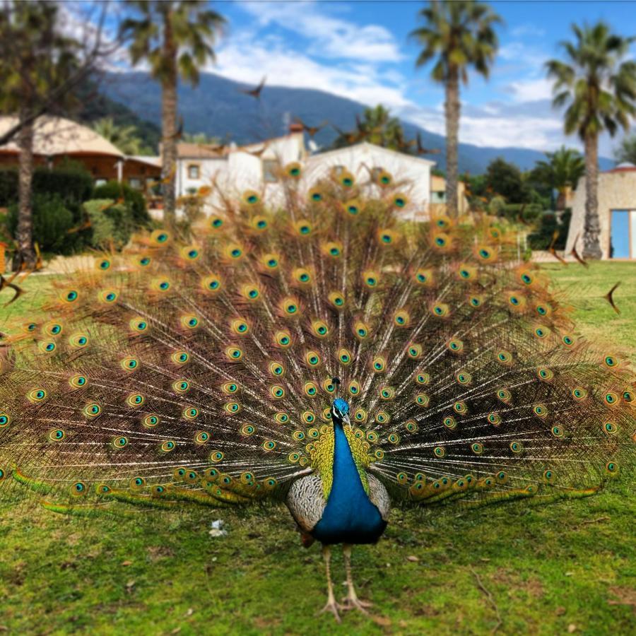 Вилла Can Jordi Del Montnegre Sant Iscle De Vallalta Экстерьер фото